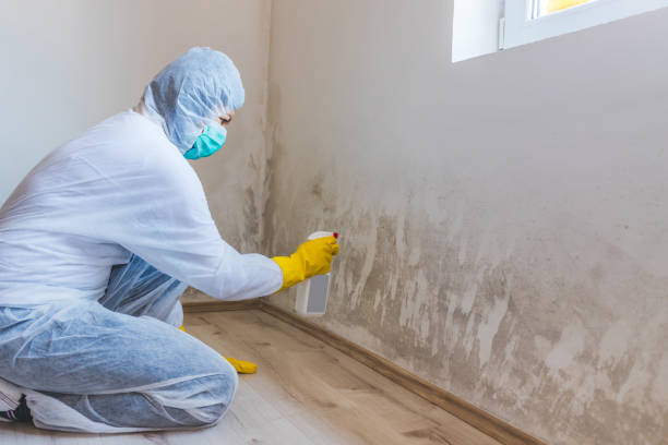 Licensed Black Mold Removal service in Selinsgrove, PA - WQB Mold Removal